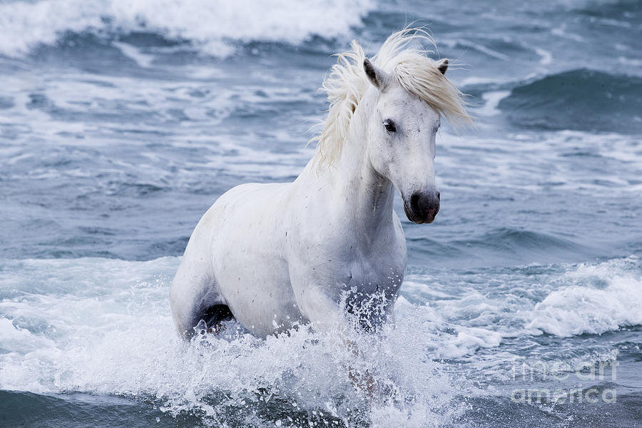 white-horse-comes-out-of-the-waves-carol-walker.jpg