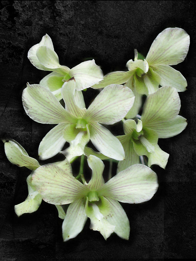  - white-orchids-on-black-cindy-boyd