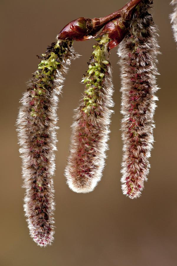 White Poplar Populus Alba Catkins Photograph By Bob Gibbons Pixels