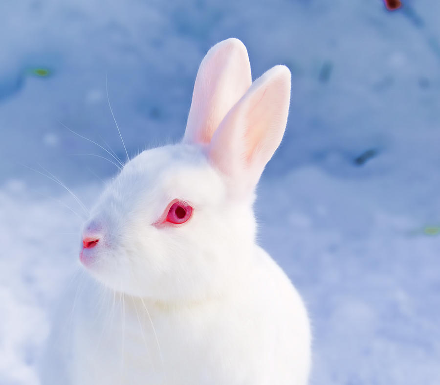 Real amateur fucks herself with rabbit