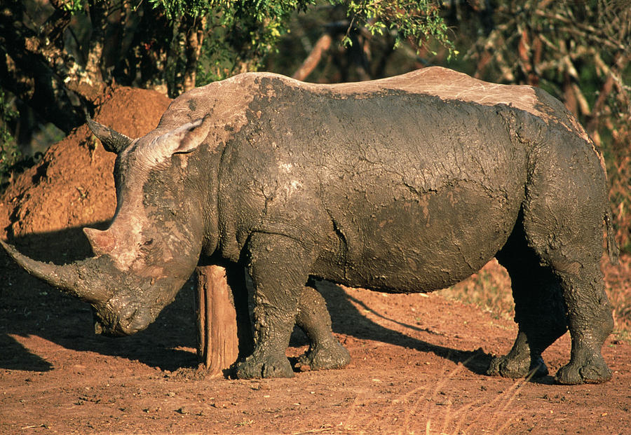 White Rhinoceros Photograph By Tony Camacho Science Photo Library