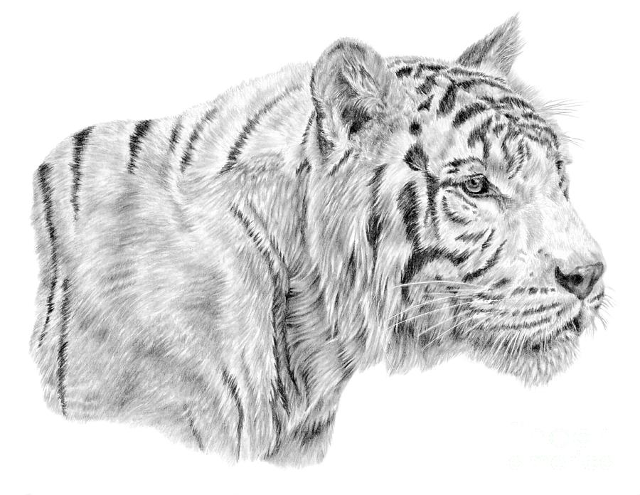 White Tiger Pencil Drawings