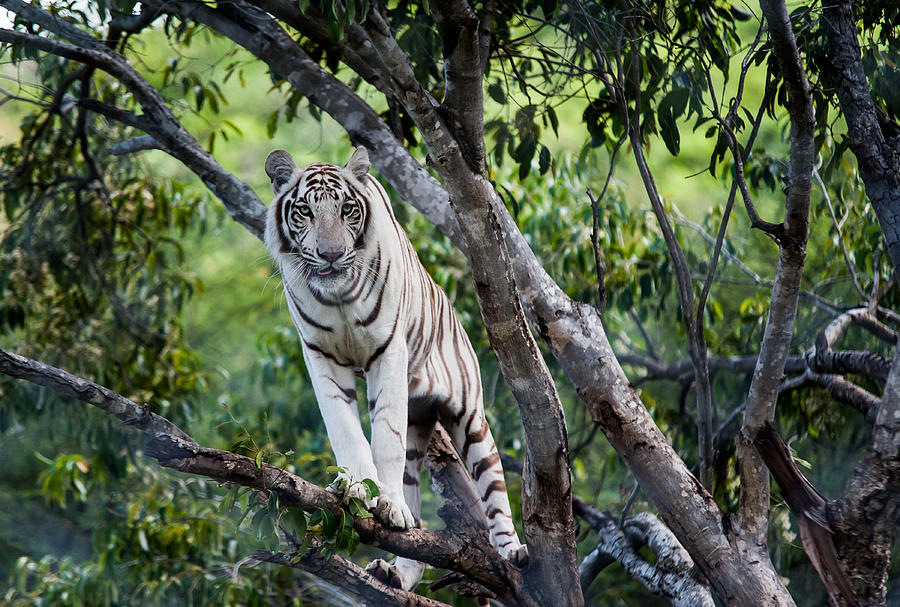 http://images.fineartamerica.com/images-medium-large-5/white-tiger-on-the-tree-jenny-rainbow.jpg