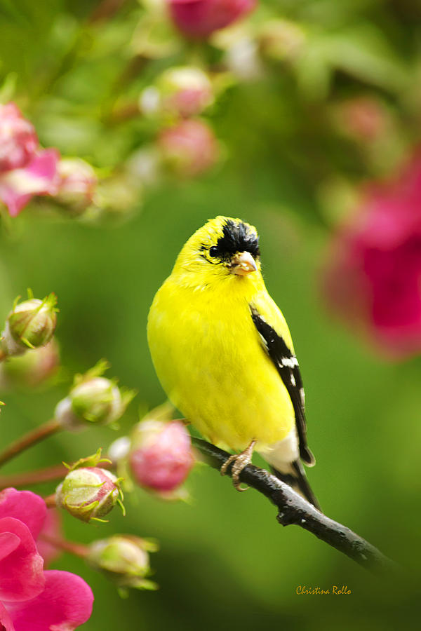 Wild Birds - Garden Goldfinch By Christina Rollo