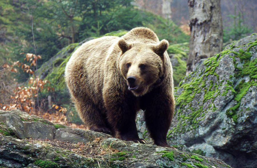 the hunter call of the wild brown bear diamond