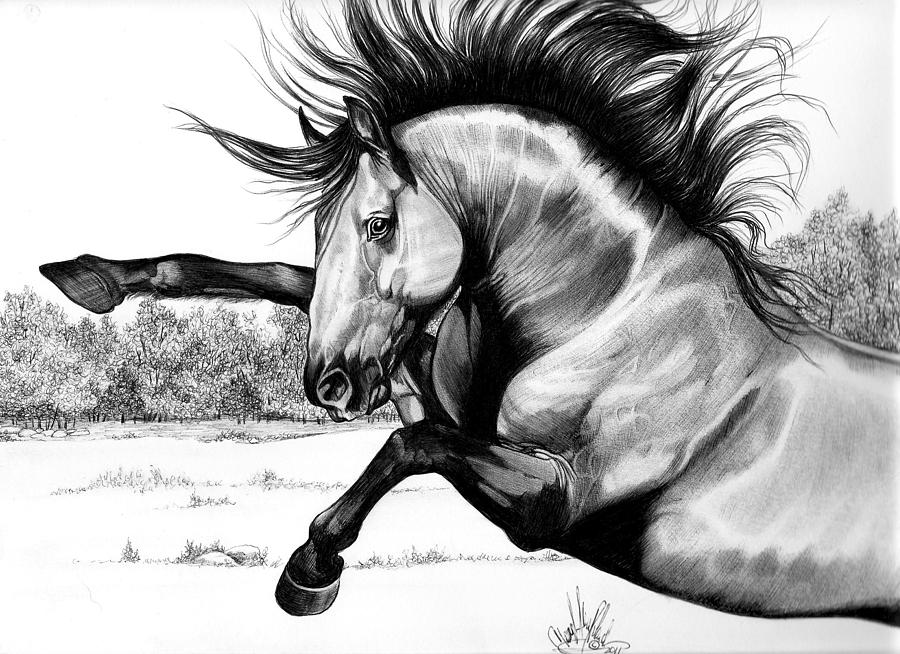 Wild Kiger Mustang Stallion Drawing by Cheryl Poland