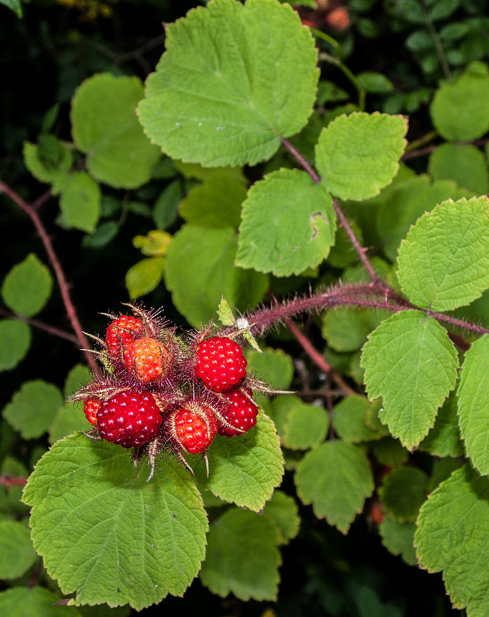  - wild-raspberries-in-summer-catherine-kirby