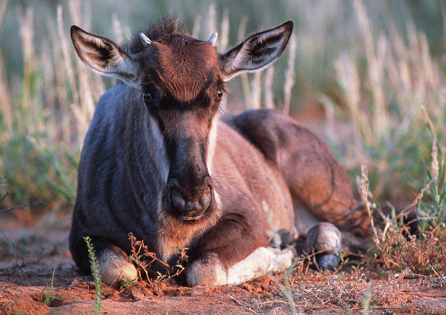 Wildebeest By Tony Camacho Science Photo Library