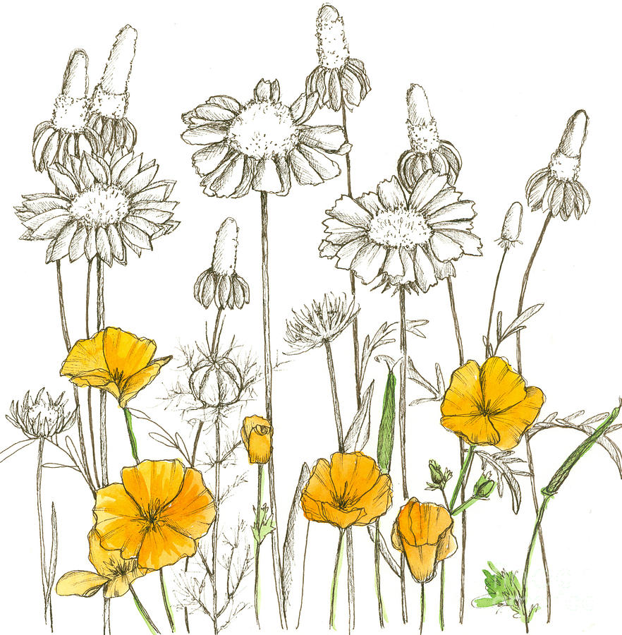 Wildflower Sketches Drawing By Cathie Richardson 