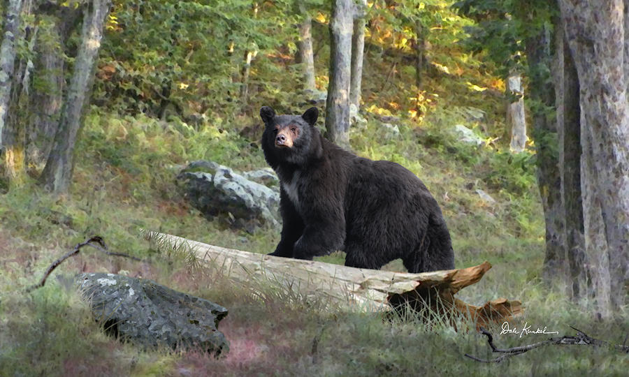 Wildlife Art - North American Black Bear - Fine Art Print
