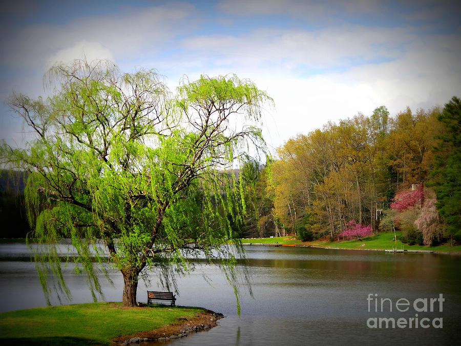 Willow Lake Photograph by Crystal Joy Photography