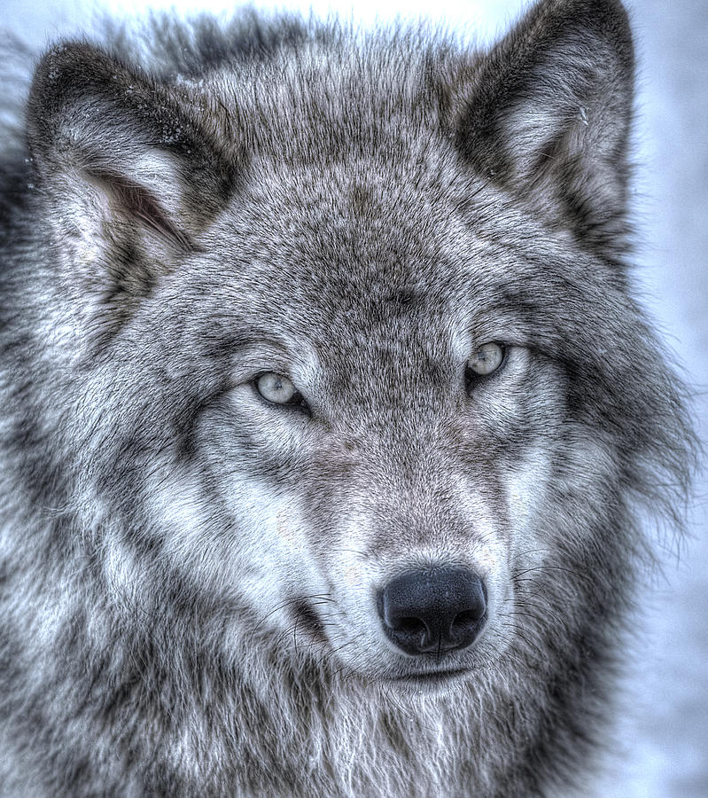Wolf Eyes Photograph by Joshua McCullough