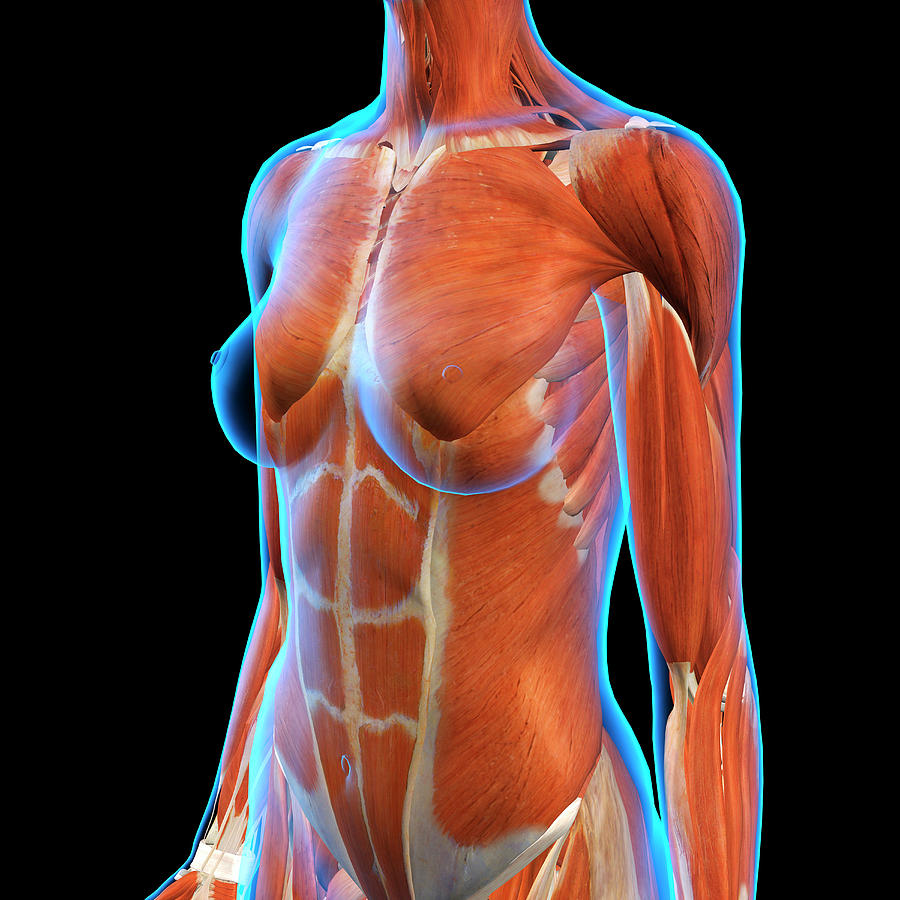какие мышцы есть в груди для женщин фото 5
