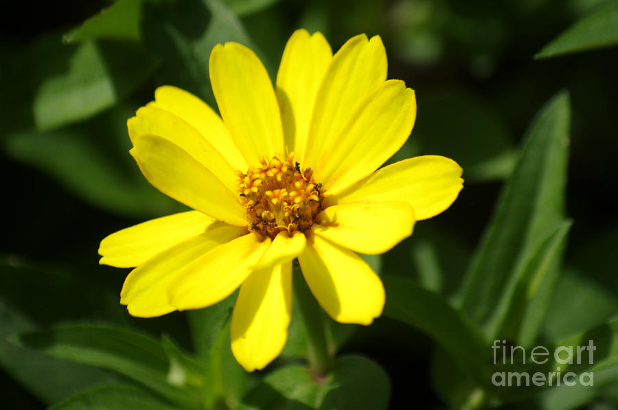 Yellow Cosmos Flower Photograph by J M Lister