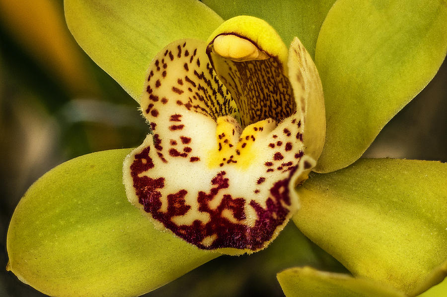 Yellow Cymbidium Photograph By Jess Kraft Fine Art America