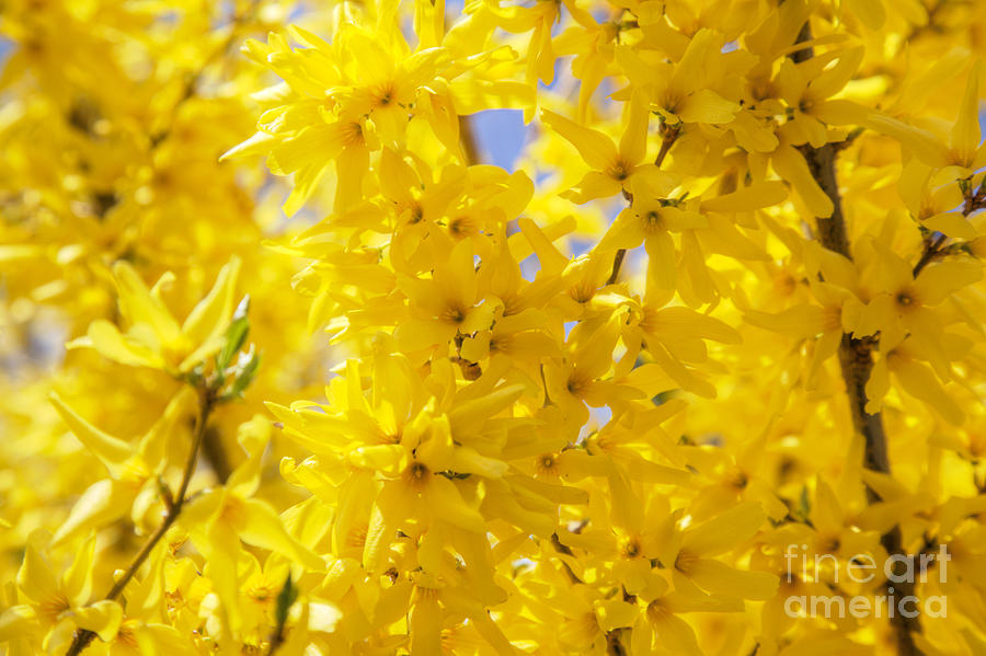  - yellow-flowers-fabian-roessler
