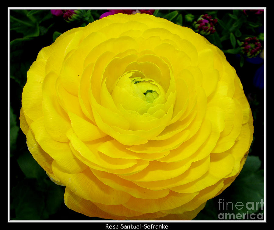 Yellow Ranunculus Flower Photograph by Rose SantuciSofranko