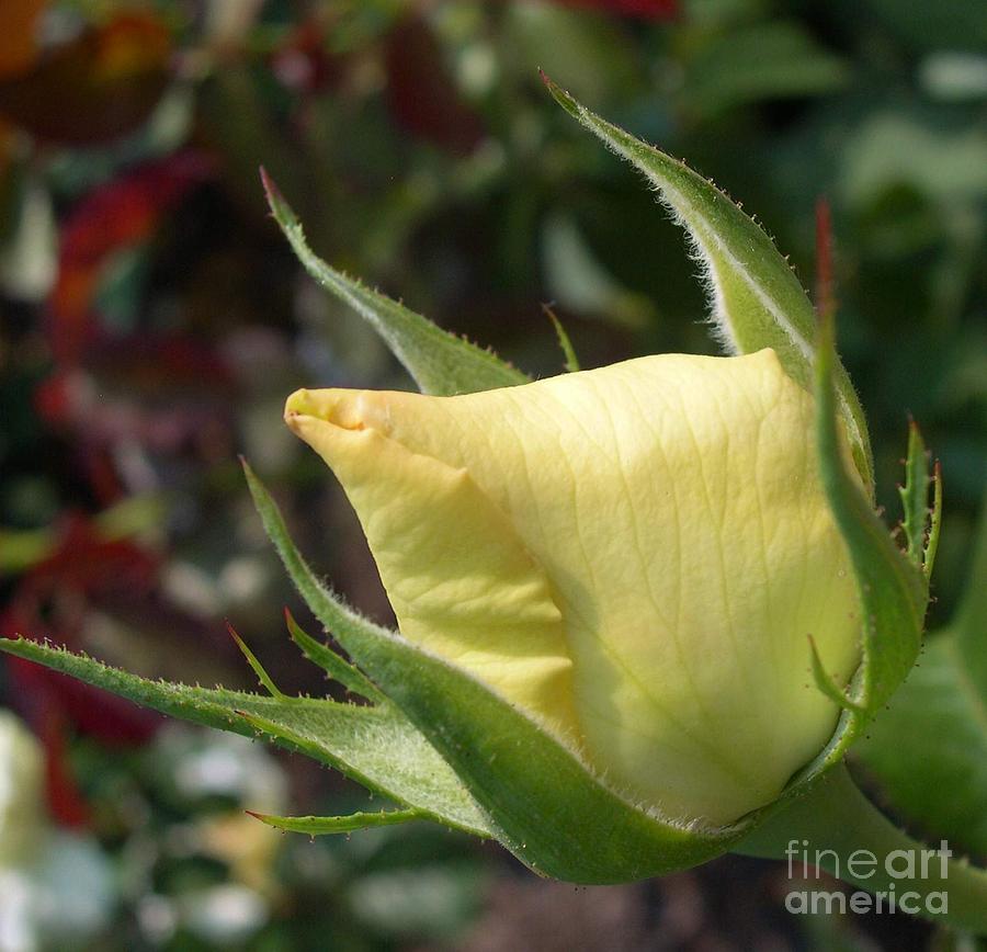  - yellow-rose-linda-steine