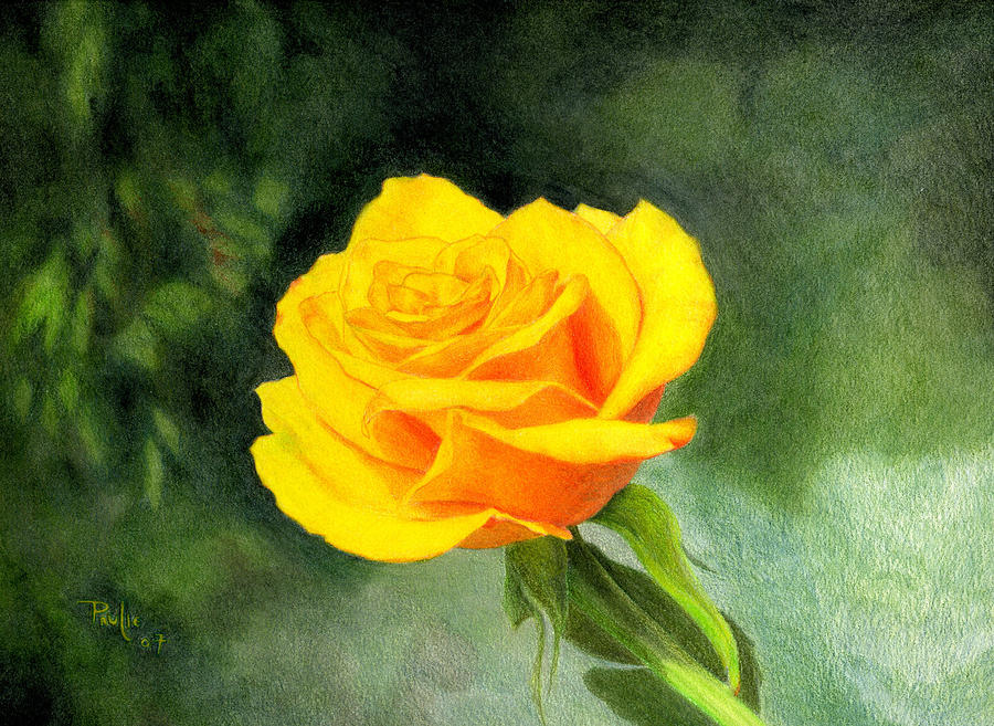 Yellow Rose Drawing by Paul Petro