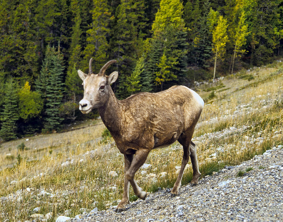 Young Bighorn Sheep Photograph