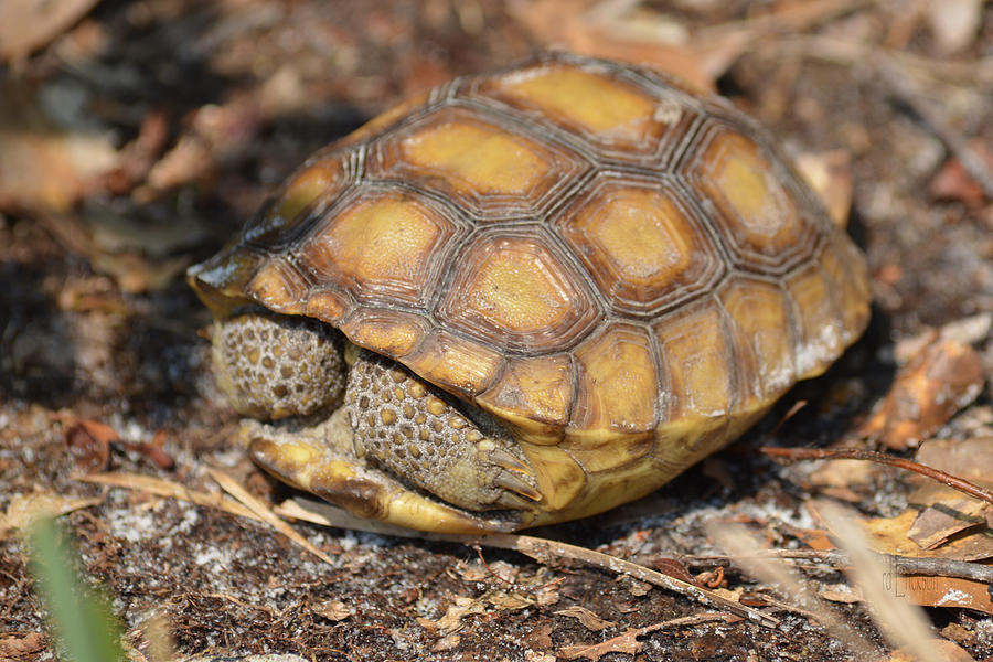 Young Florida Gopher Tortoise Photograph