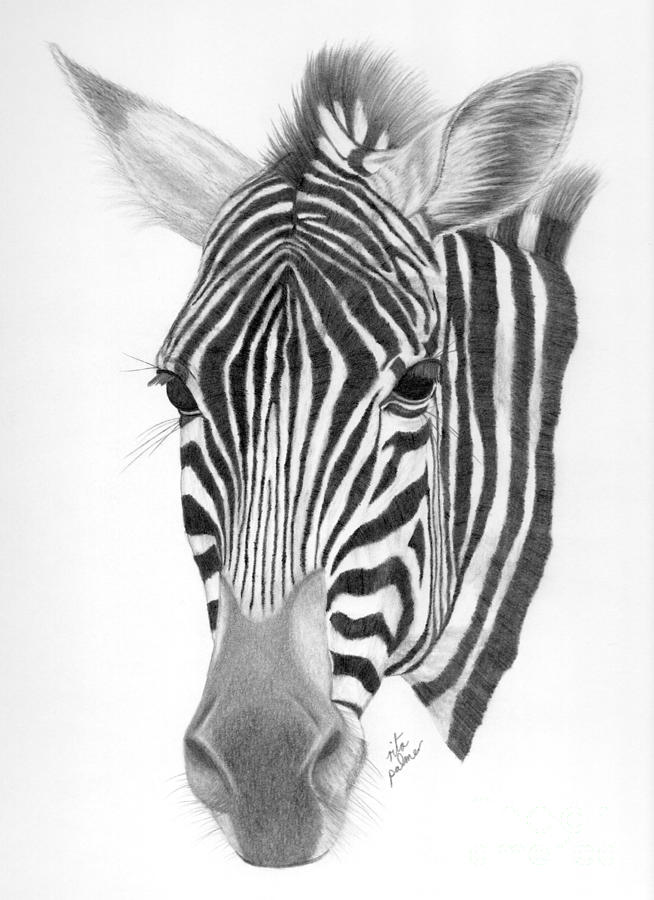 pencil zebra drawing