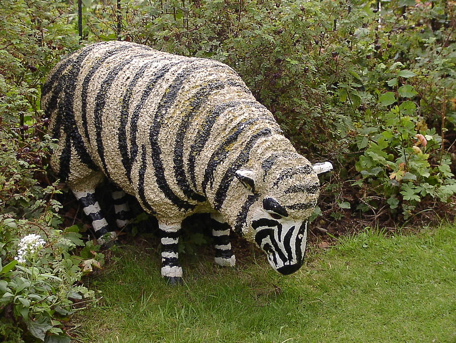 zebra-sheep-fred-whalley.jpg