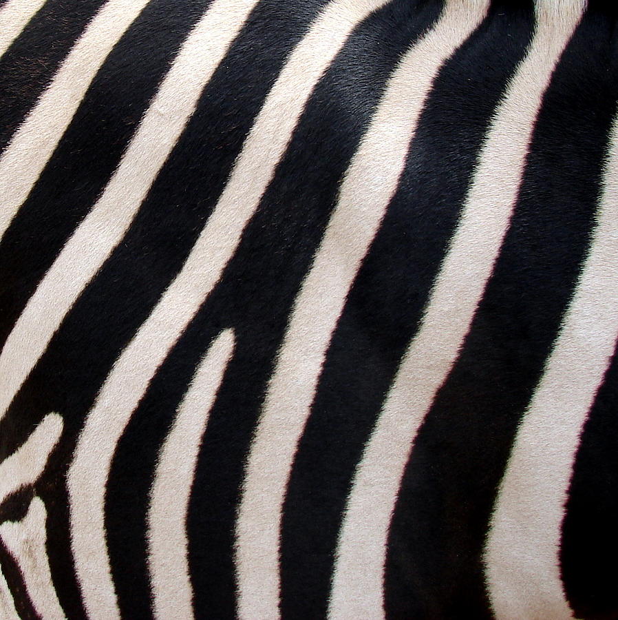 Zebra Stripes Photograph by Ramona Johnston