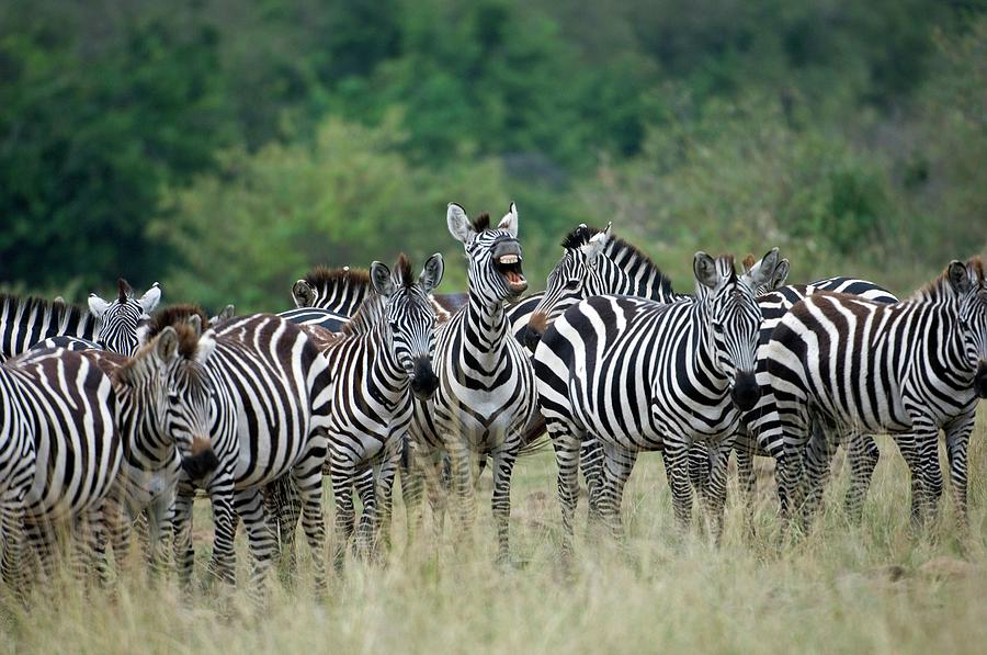 Zebras Photograph By Dr P Marazzi Science Photo Library Fine Art America