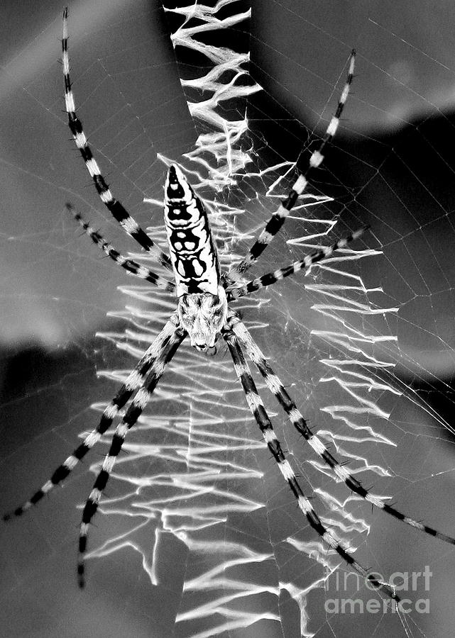 Zipper Spider Black And White by Carol Groenen