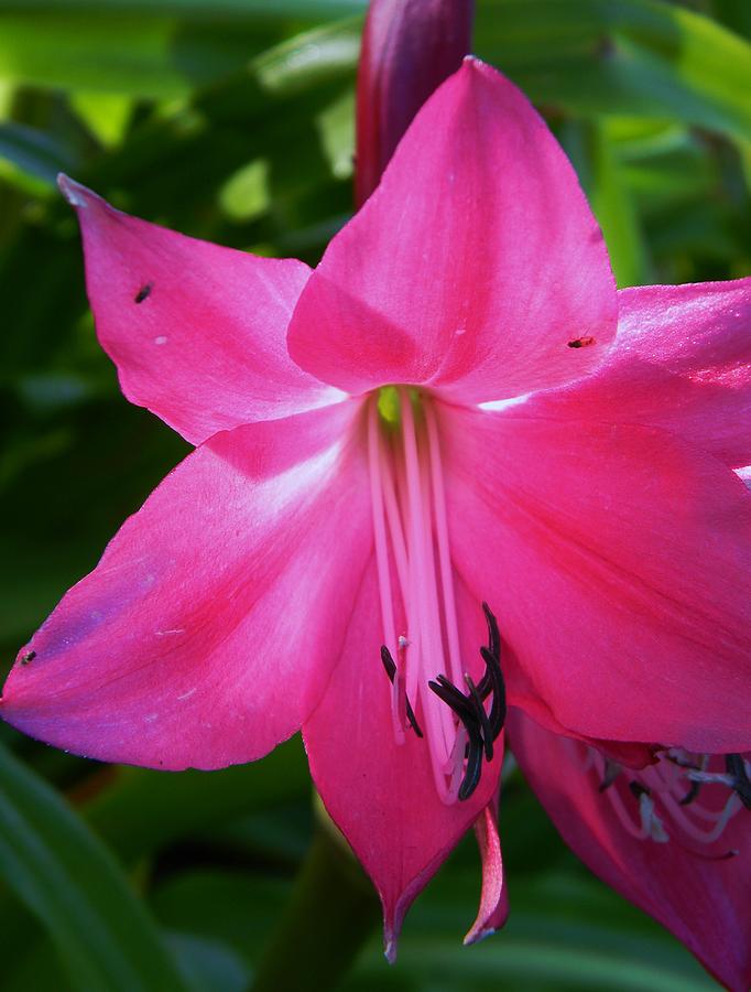 Pink Amaryllis