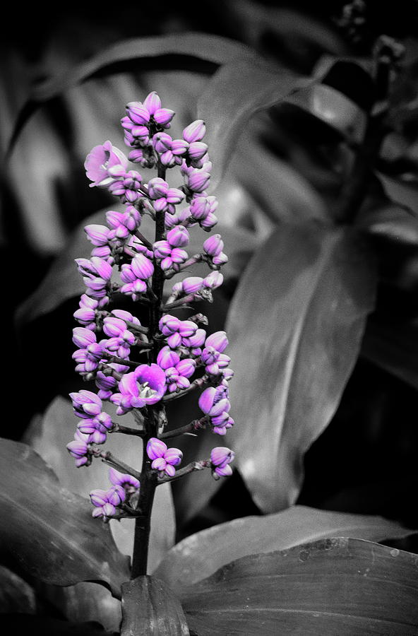  - -purple-flower-bw-karl-voss