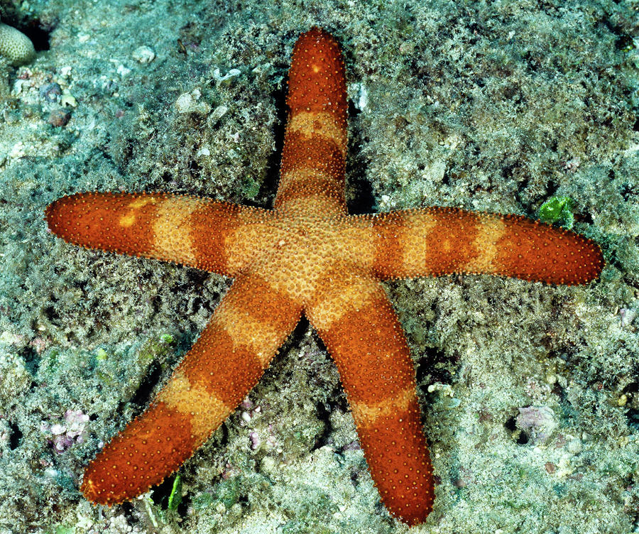 Starfish In Hawaii