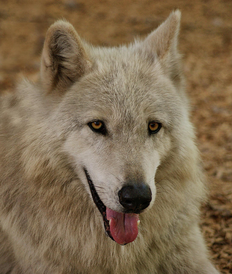 Sandy Colored Wolf