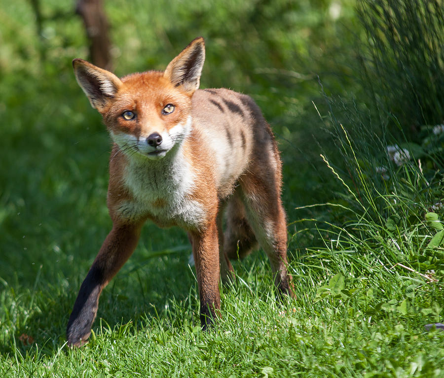 A British Red Fox Photograph By Dawn Oconnor