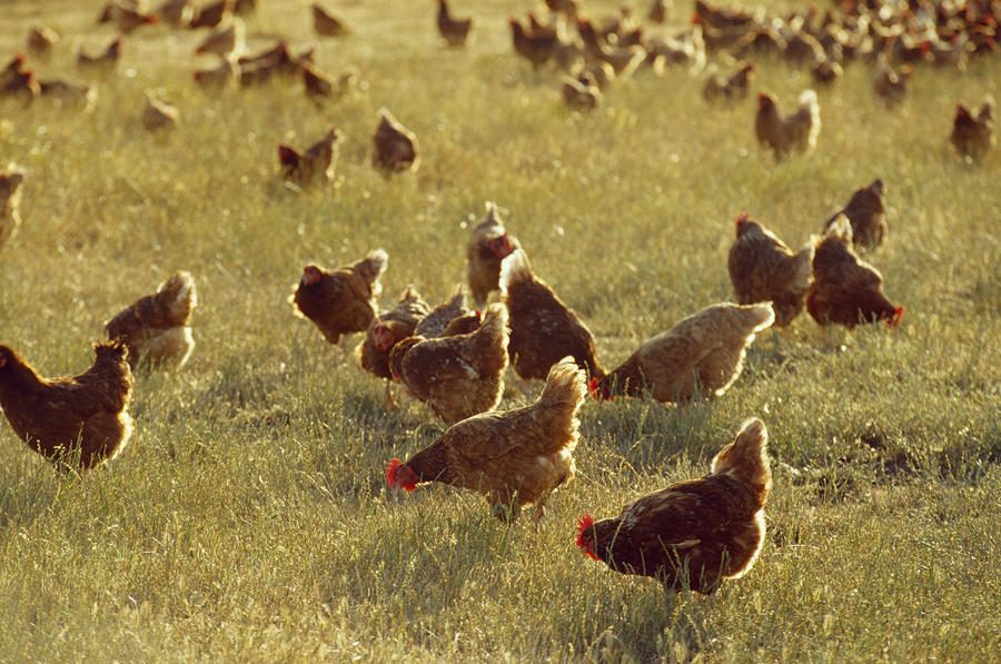 A Flock Of Free Range Chickens On An Photograph by Jason Edwards