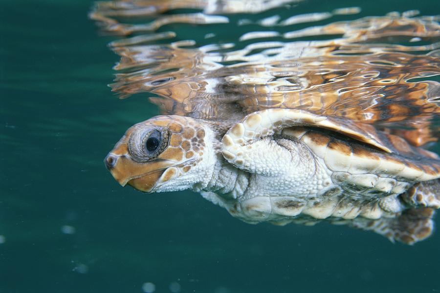 threatened-loggerhead-sea-turtles-are-nesting-in-record-numbers