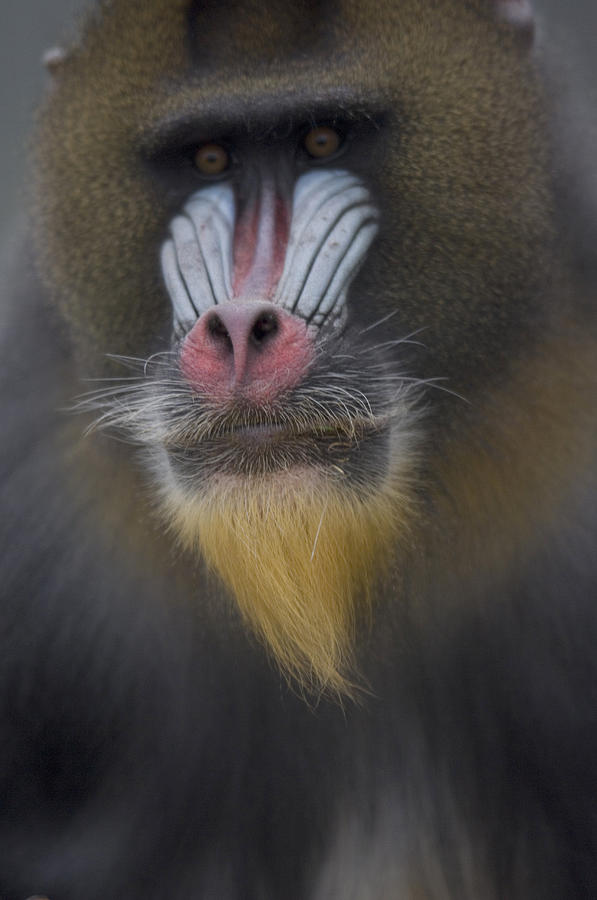 A Mandrill