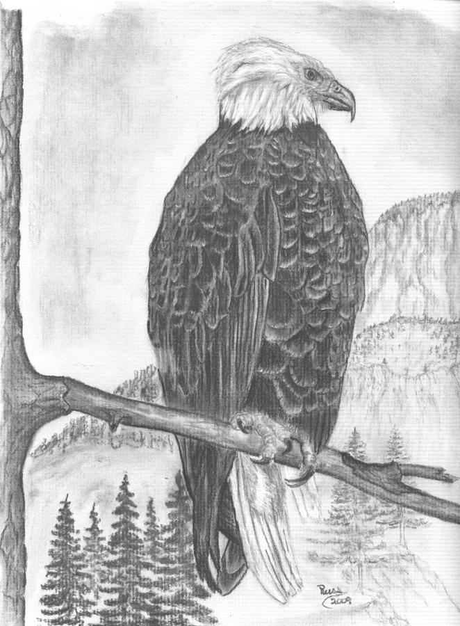 American Bald Eagle by Russ Smith