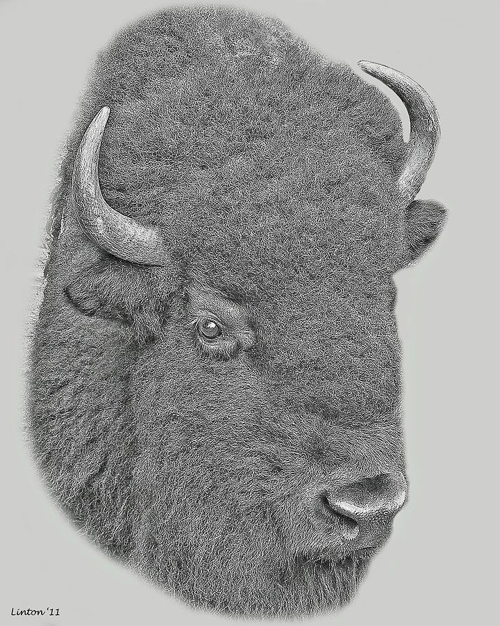 American Bison Art