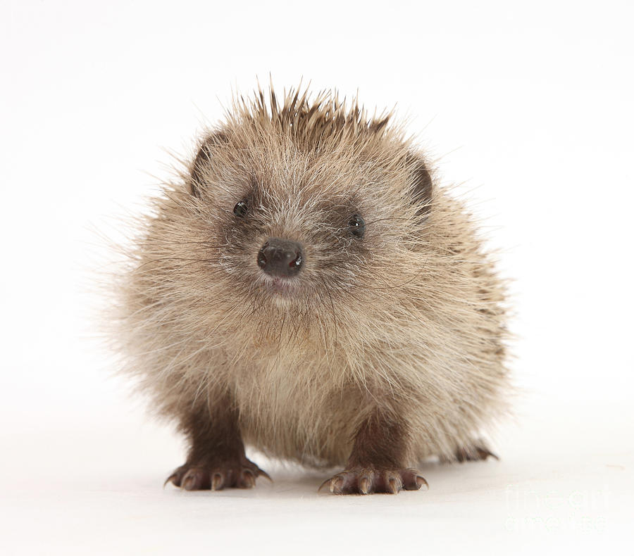 Hedgehog Pictures To Print