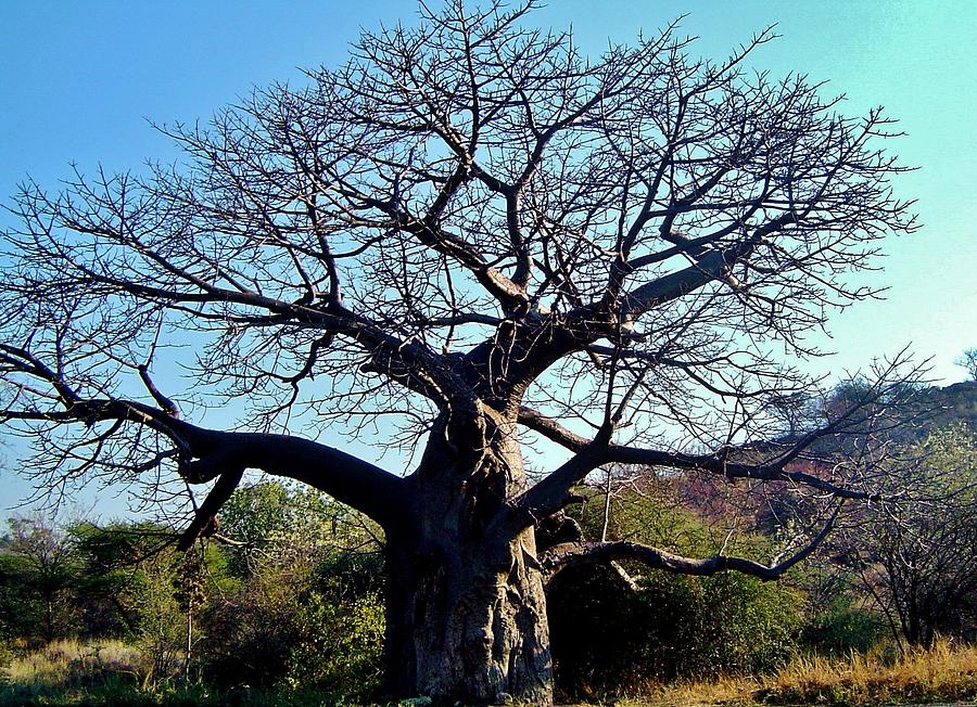 Baobab Tree Photograph by Werner Lehmann