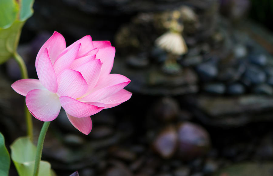 Beautiful Fuchsia Lotus Photograph By Deborah Kolb