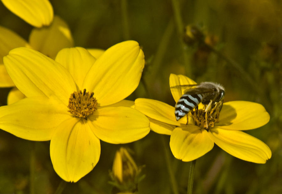  - 1-bee-on-yellow-flower-allan-einhorn