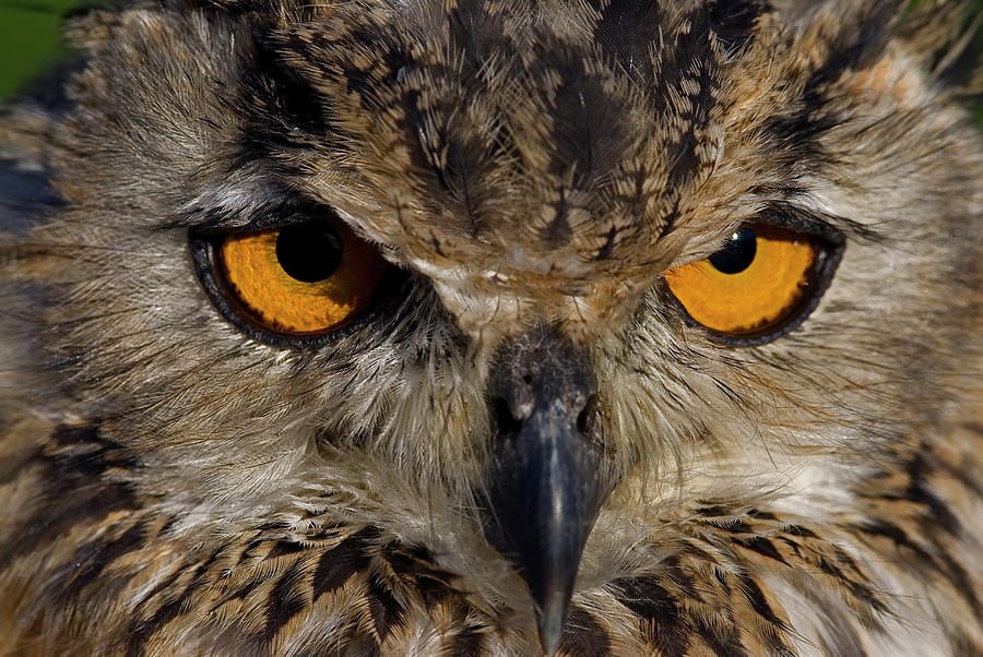 Bengal Eagle Owl