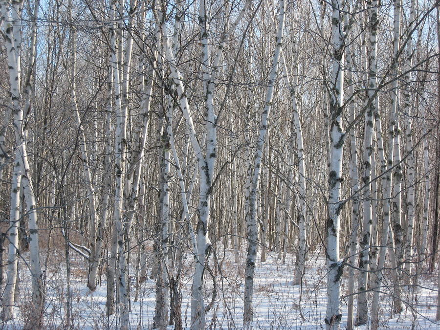  - 1-birch-trees-in-winter-chris-hearn