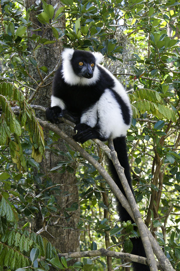 Black-and-White Ruffed Lemurs: Range & Habitat