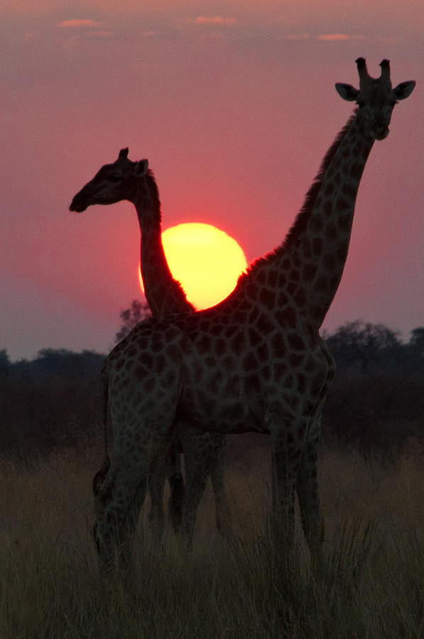  - 1-botswana-sunset-john-klingel