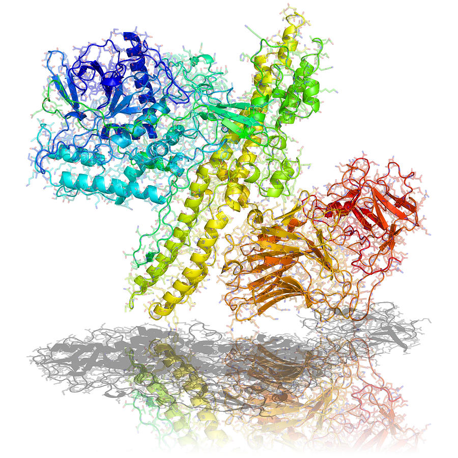Botulinum Toxin A Molecular Model Photograph By Laguna Design 2548