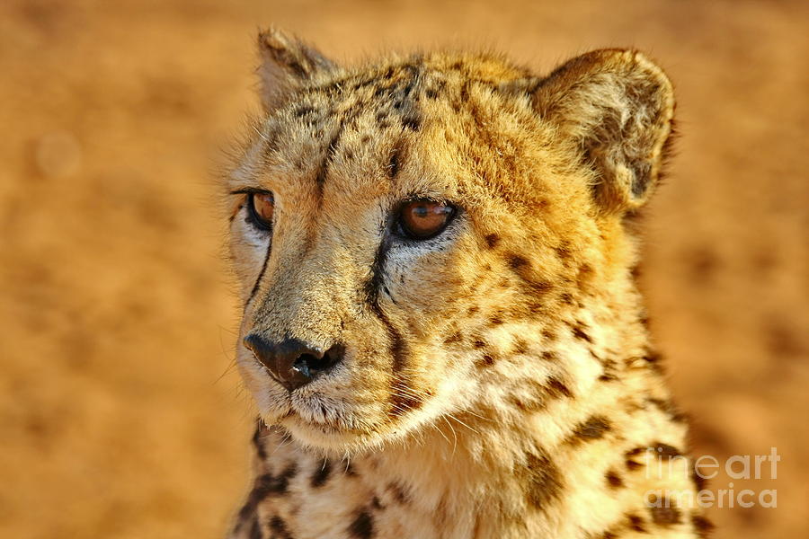 Cheetah Face Profile